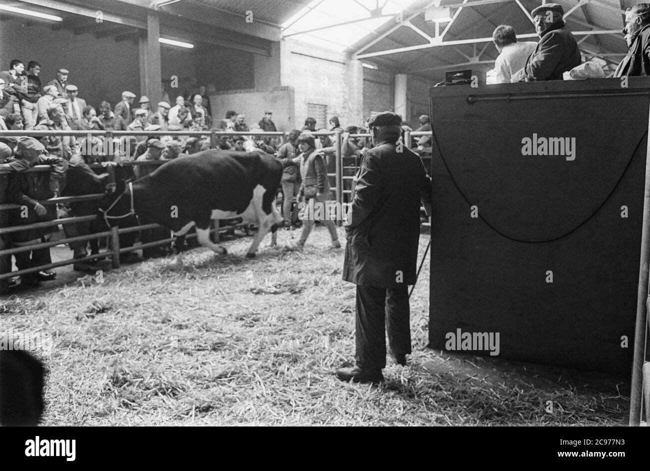 Carmarthen Mart  (old site) Cattle and Milk Quota auction 1992 Stock Photo