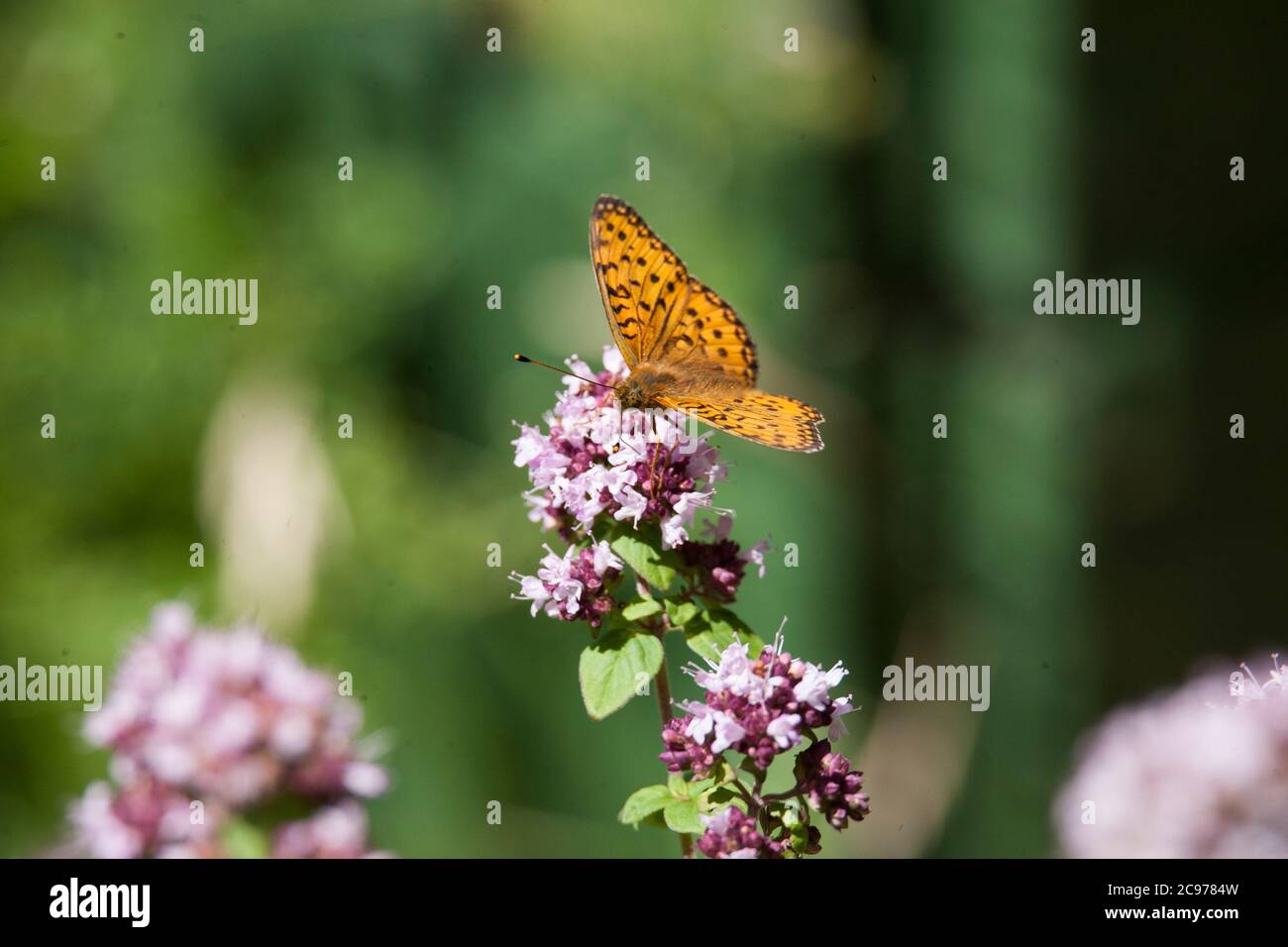 BRENTHIS IO Butterfly the lesser marbled fritillary Stock Photo