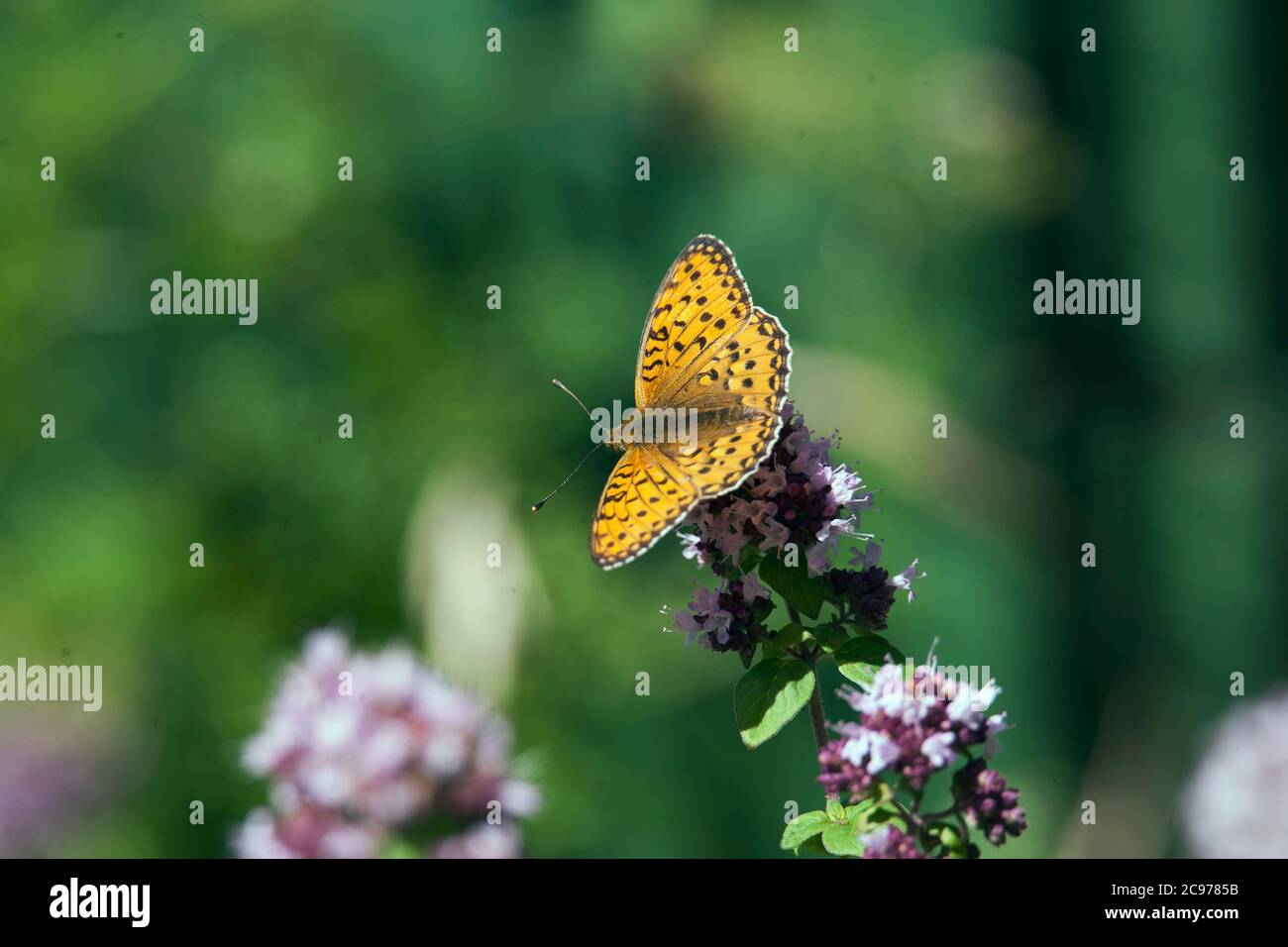 BRENTHIS IO Butterfly the lesser marbled fritillary Stock Photo