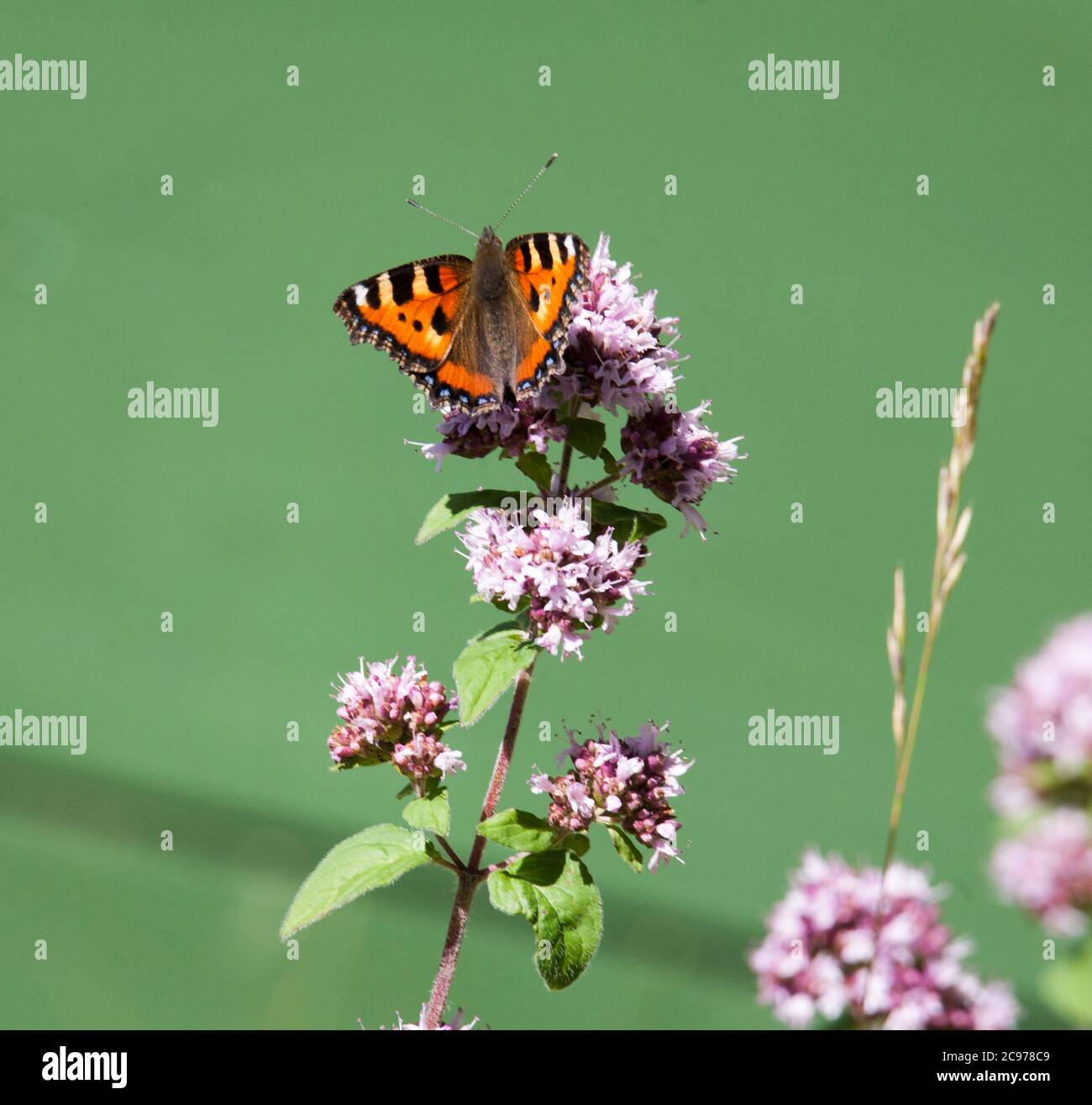 SMALL TORTOISESHELL  Aglais urticae Stock Photo