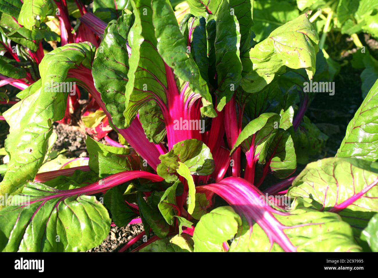 Swiss chard, Beta vulgaris subsp Cicla var flavescens 'Pink Passion' a vegetable salad crop food with health diet benefits stock photo Stock Photo