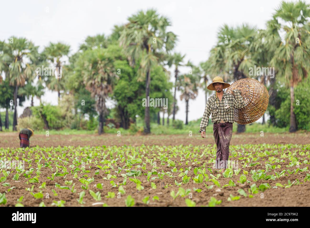 Bagan/Myanmar-October 5th 2019: A Burmese farmer is working on a well-prepared plot of soil in a tobacco farm. Stock Photo