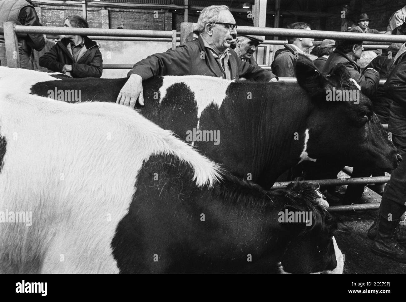 Carmarthen Mart  (old site) Cattle and Milk Quota auction 1992 Stock Photo