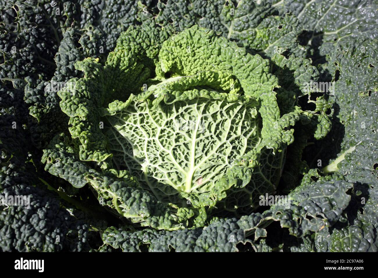 Cabbage (Brassica oleracea) grown for its food health diet benefits in