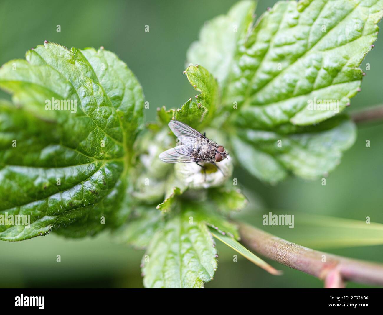 A Common Lesser House-Fly Resting on an Anemone Japonica Flower Bud in a Garden in Alsager Cheshire England United Kingdom UK Stock Photo
