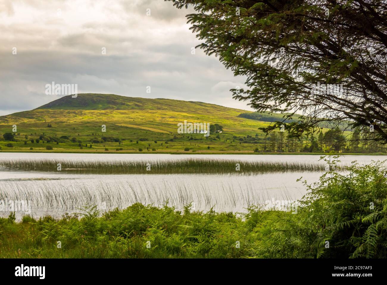 A view of Loch Stroan with a reed bed and the hills in the background, Galloway, Scotland Stock Photo