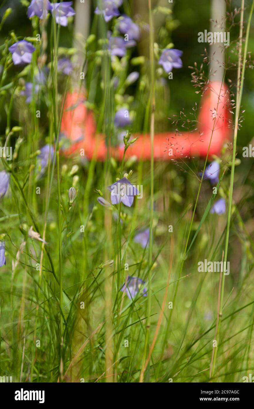 Finnish Wild Flowers Stock Photo