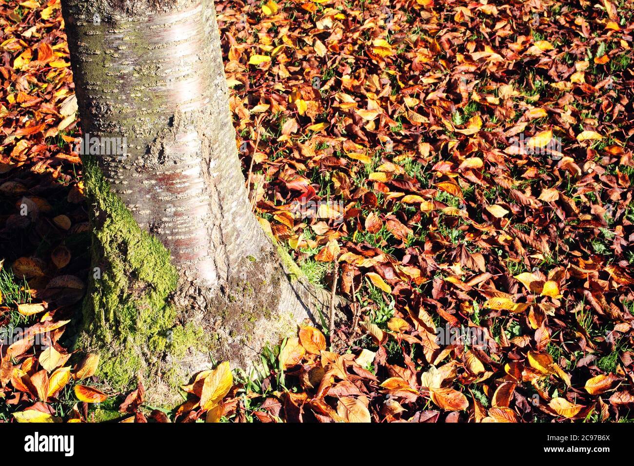 Autumn colour fall leaves on the ground at the base of a tree trunk ...
