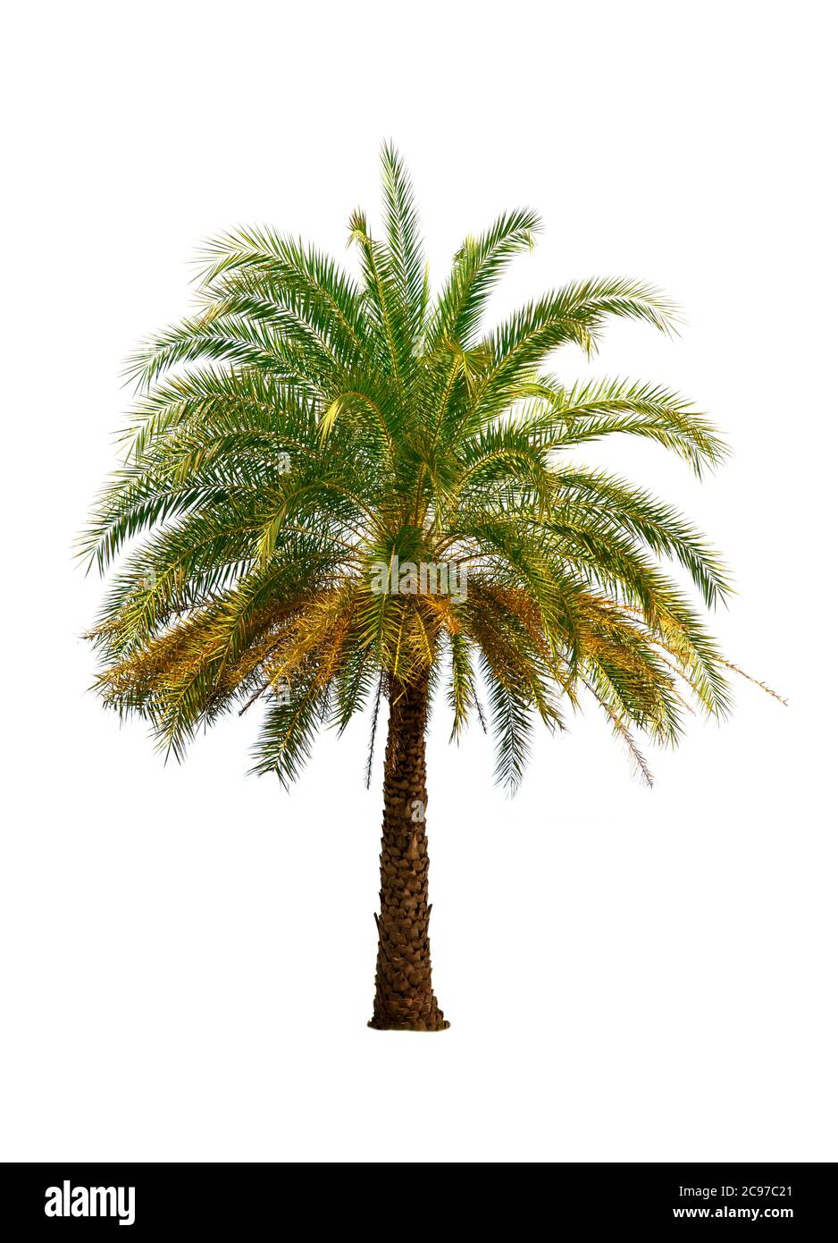 The Betel nut tree isolated on white background. Environment concepts. Stock Photo