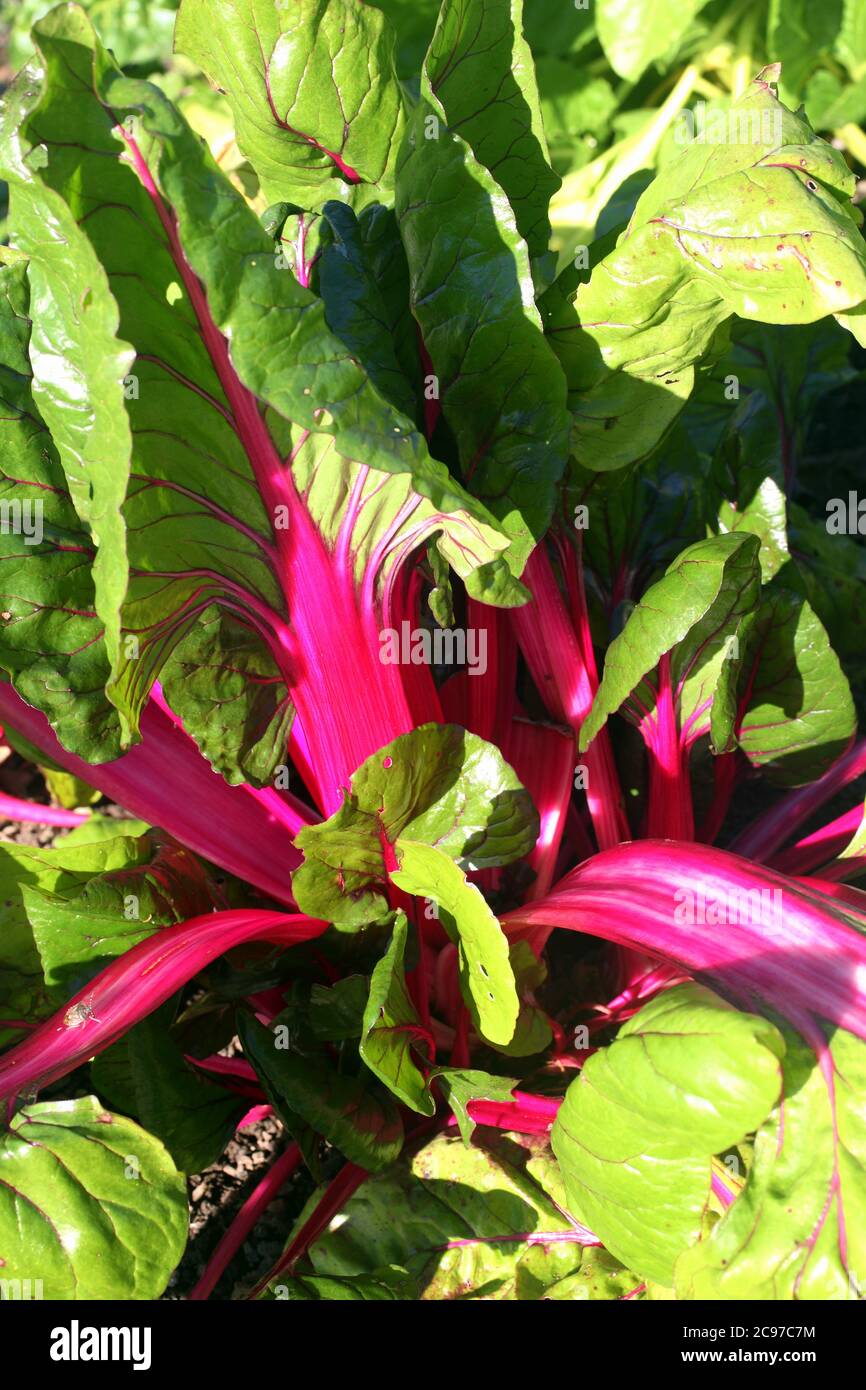 Swiss chard, Beta vulgaris subsp Cicla var flavescens 'Pink Passion' a vegetable salad crop food with health diet benefits stock photo Stock Photo