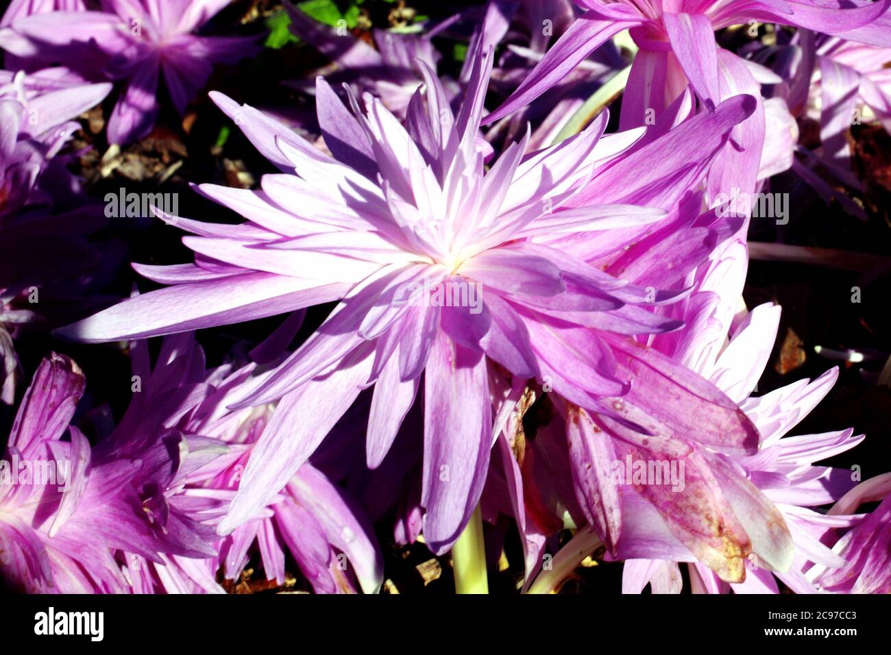 Colchicum autumnale 'Waterlilly' an autumn fall flowering bulb plant commonly known as Autumn Crocus stock photo Stock Photo