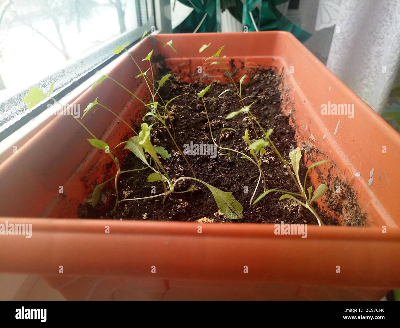 clumps of plants from home pot of earth Stock Photo