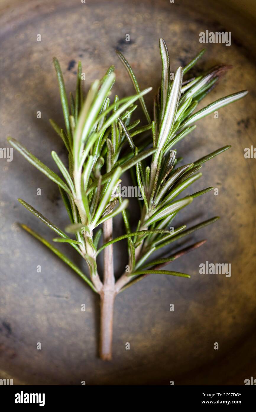 One sprig of fresh rosemary on a dark background Stock Photo