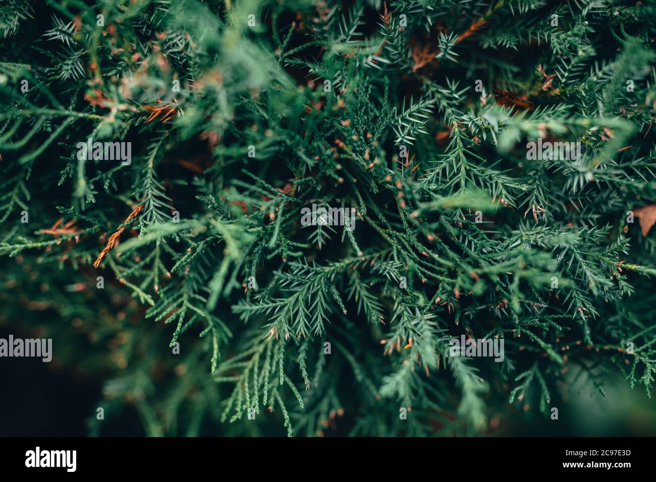 Closeup shot of green fir tree branches in a forest Stock Photo - Alamy