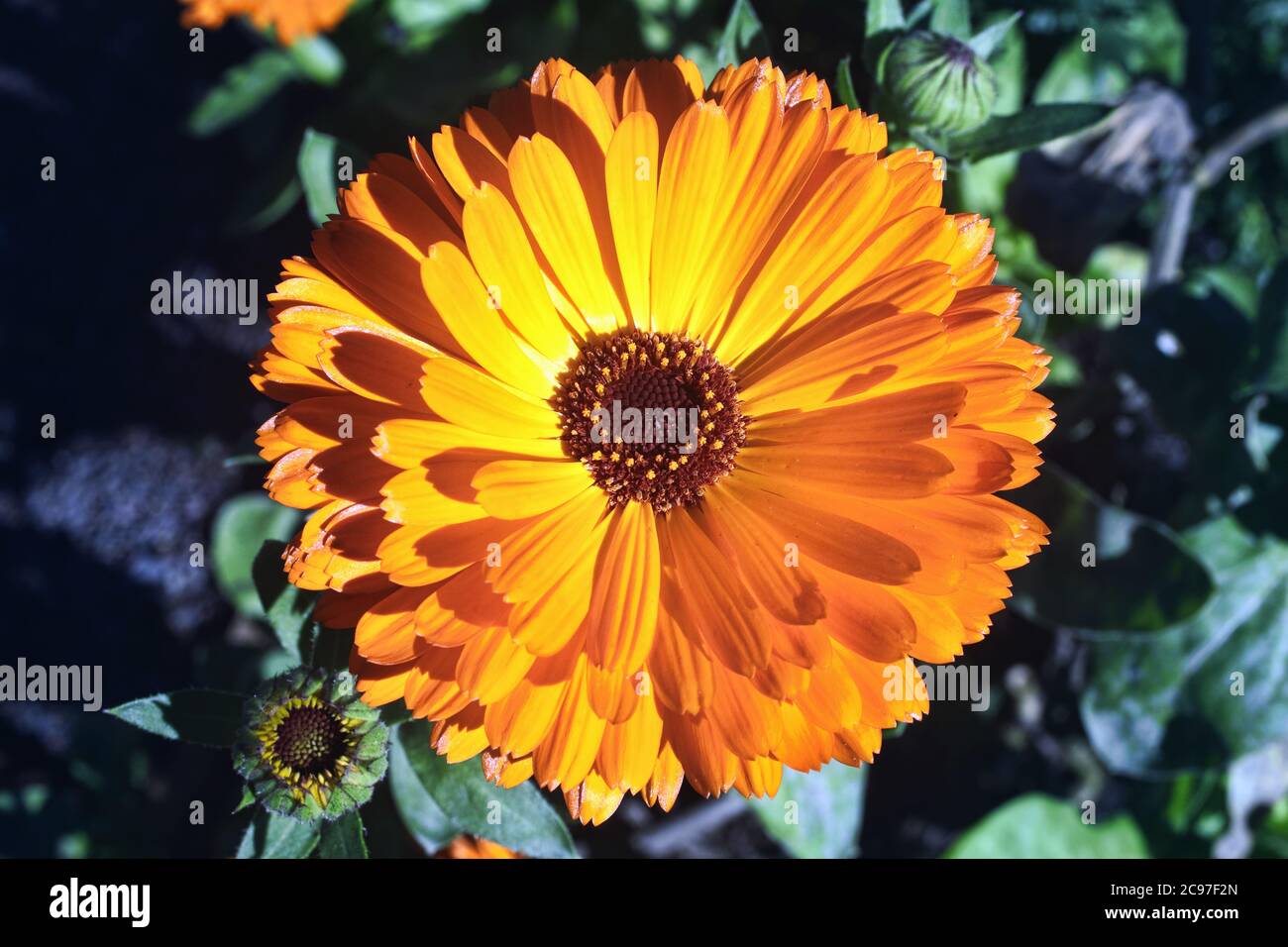 Marigold (Calendula officinalis) a common cultivated annual bedding garden flower plant of a yellow or orange colour also known as  Pot Marigold and i Stock Photo