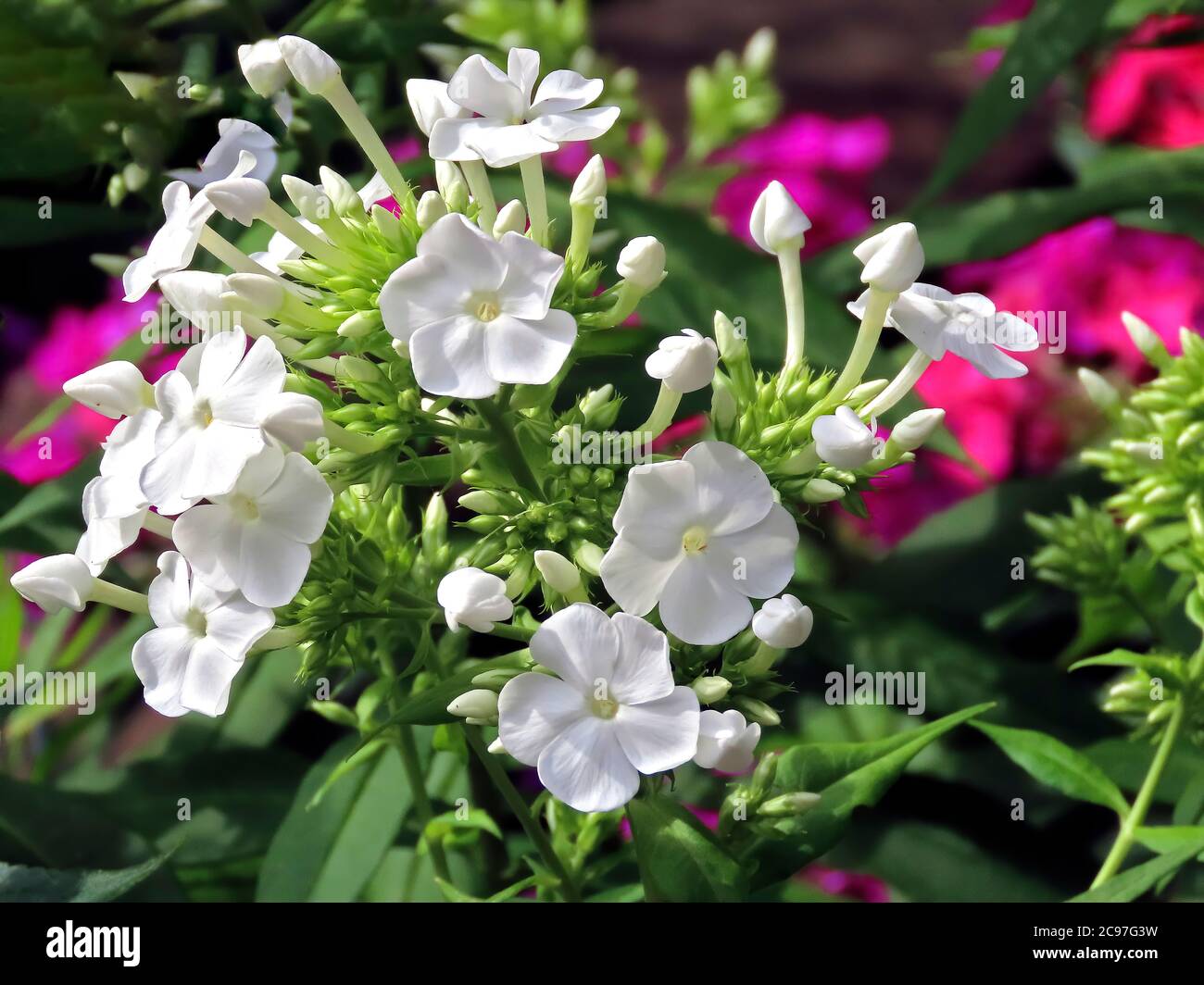 Garden Phlox-Phlox Paniculata Stock Photo