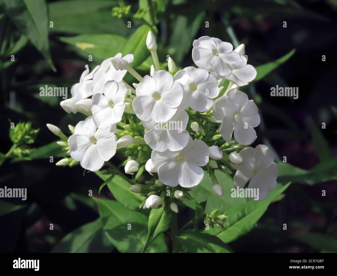 Garden Phlox-Phlox Paniculata Stock Photo