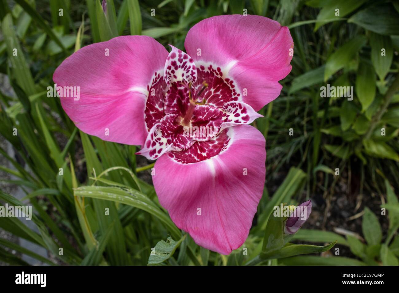 Tigridia pavonia, RHS WIsley, Surrey, UK Stock Photo