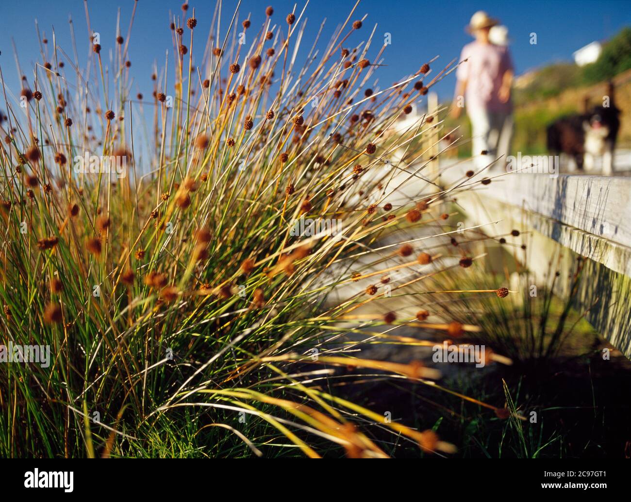 Spiny coastal grass alongside a beach side boardwalk in Coogee, Sydney Stock Photo