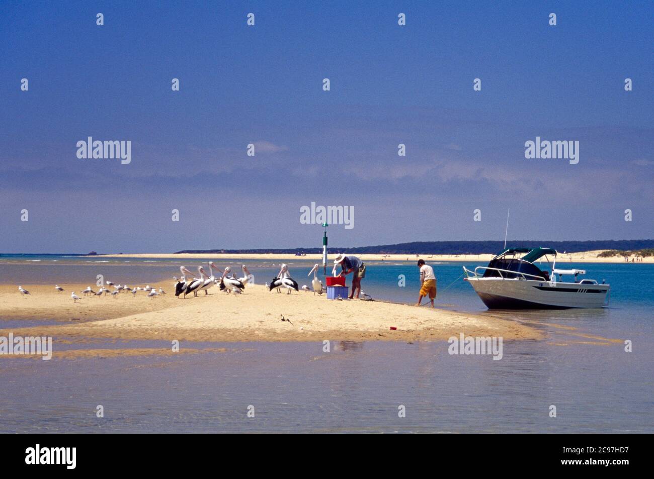 Fisherman and son on a sandbar with their catch watched by hungry pelicans and seagulls Stock Photo