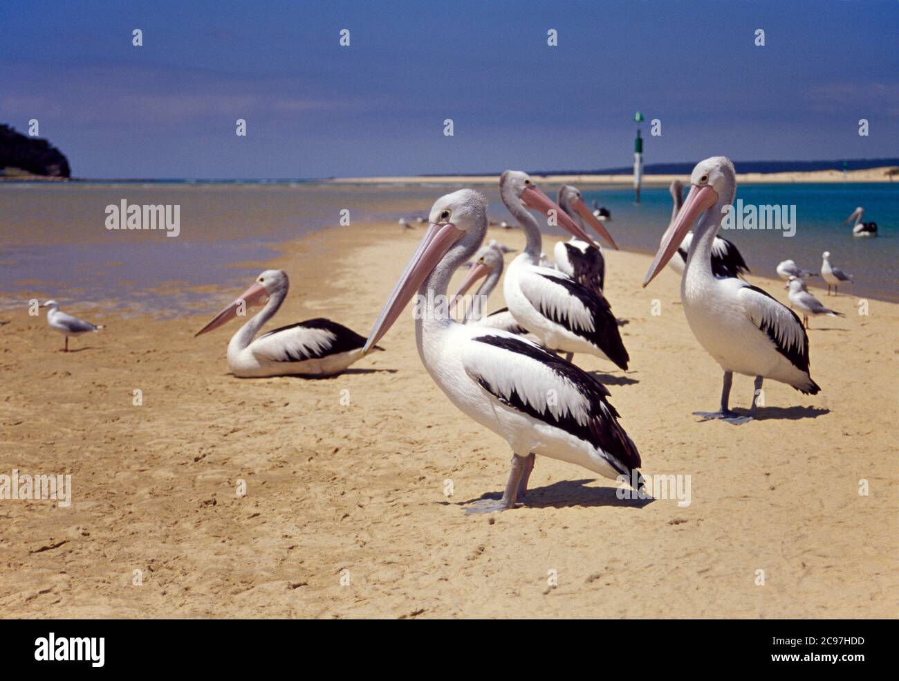 Pelicans waiting for food on a sand bar at Merimbula Lake on the sapphire Coast of New South Wales in Australia Stock Photo