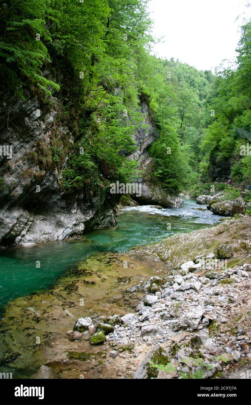Mountain river in wild nature. Green trees on hills. Stock Photo