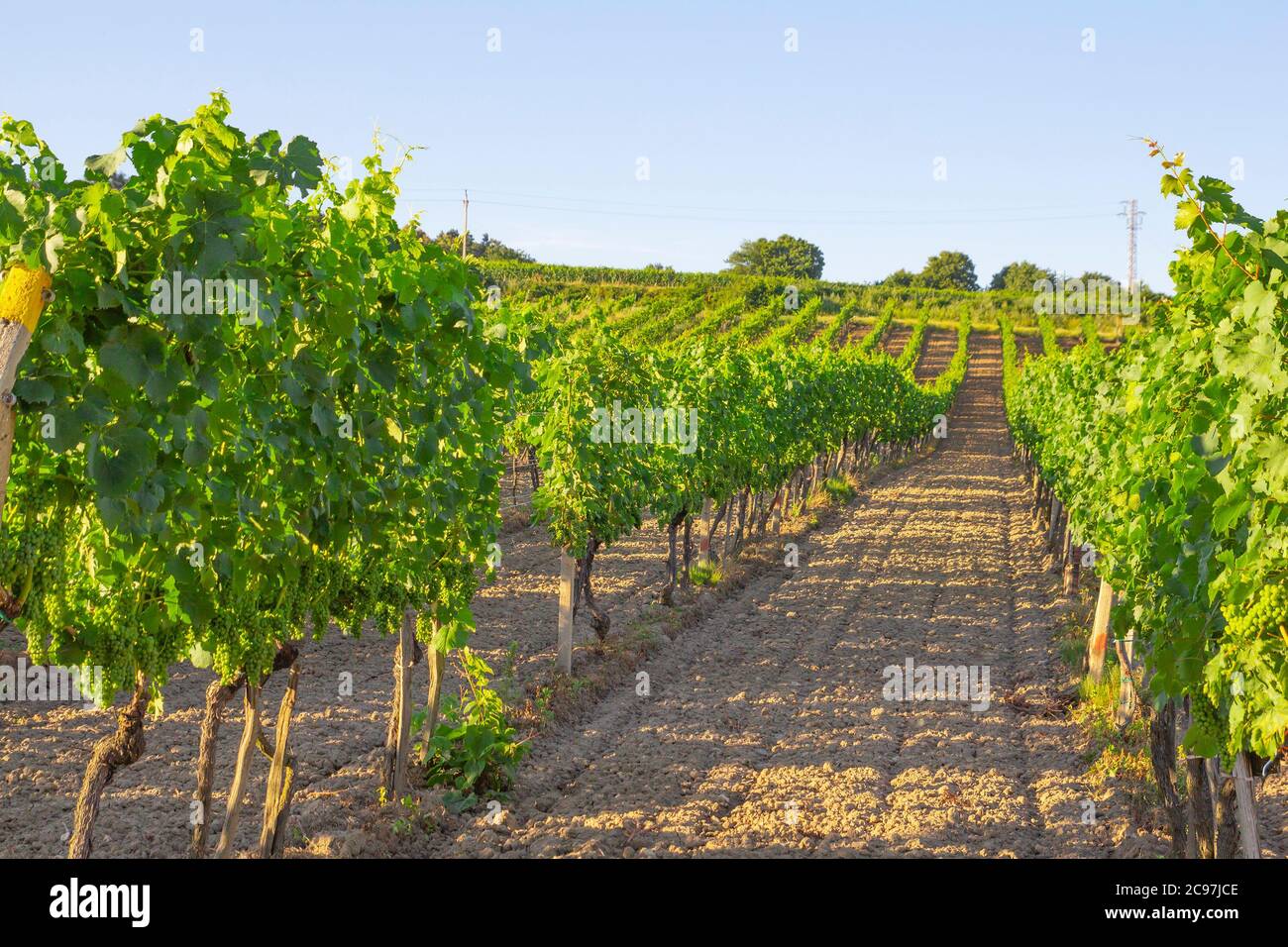 vineyards countryside on summer day Stock Photo