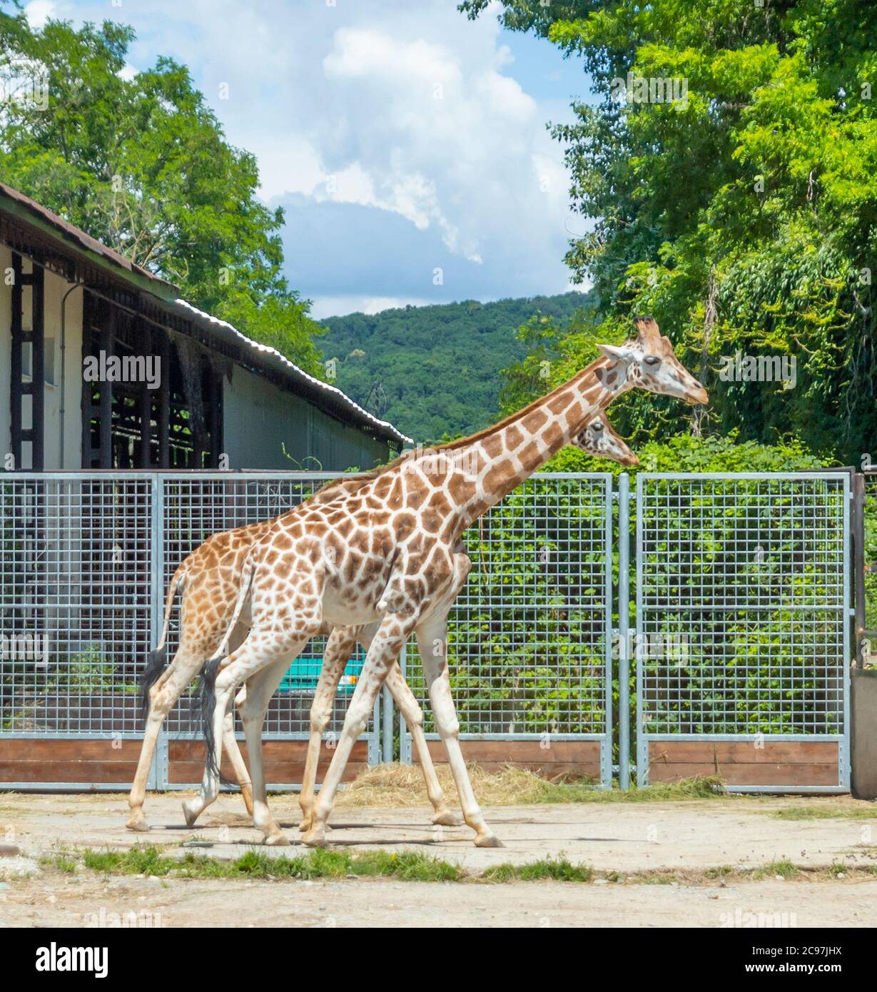 two giraffes walking in the zoo Stock Photo