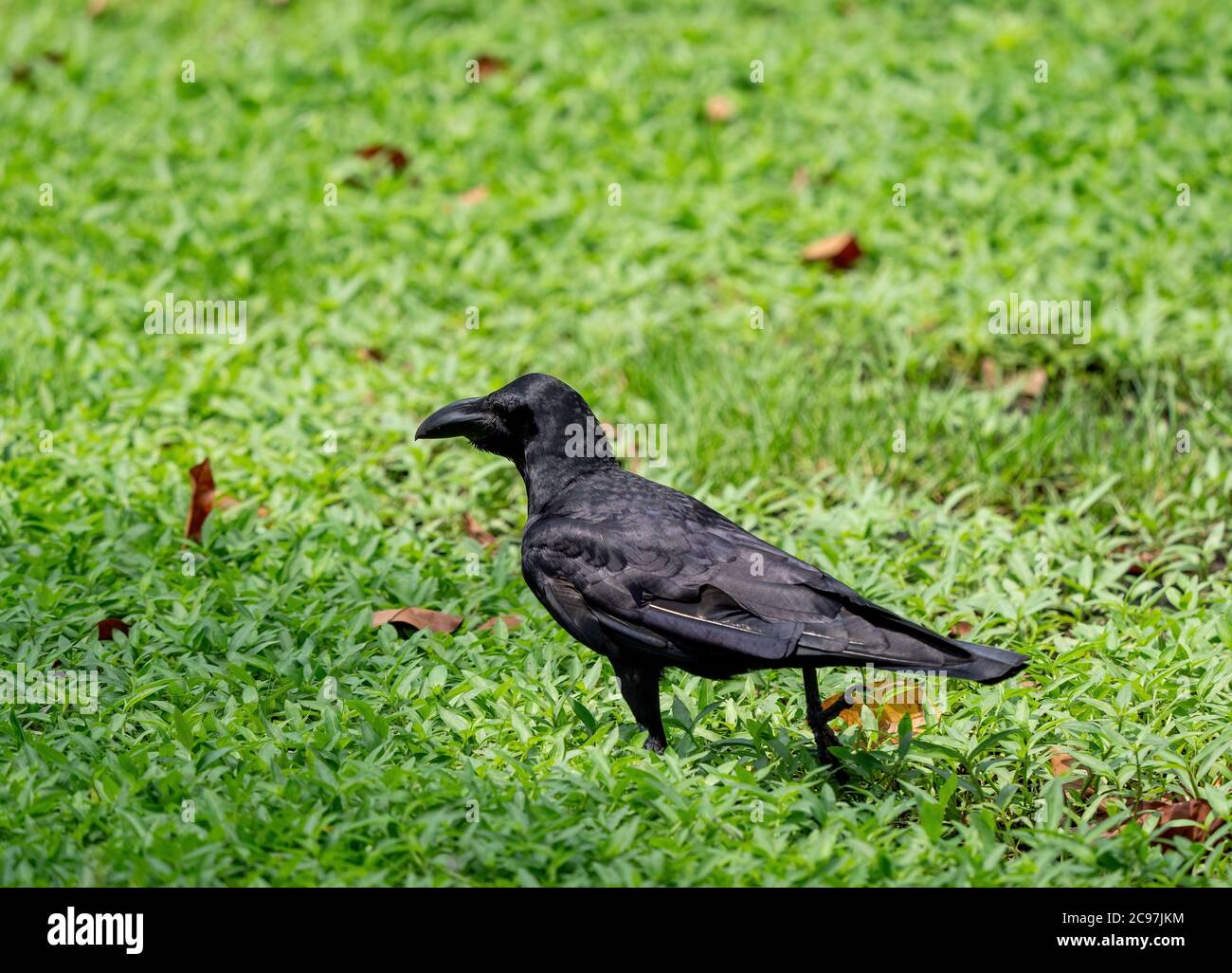 Closeup Large Billed Crow was Standing on The Lawn Stock Photo
