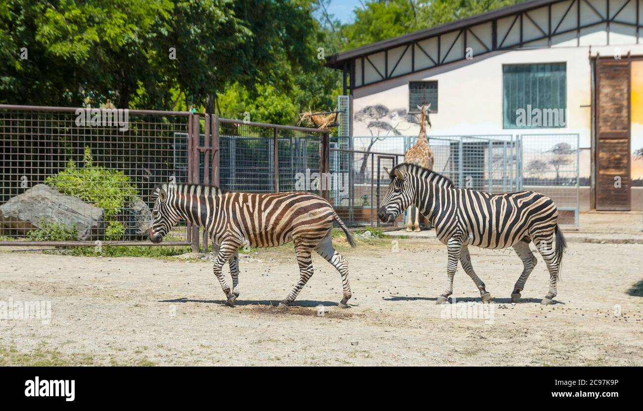 two zebras in the zoo Stock Photo