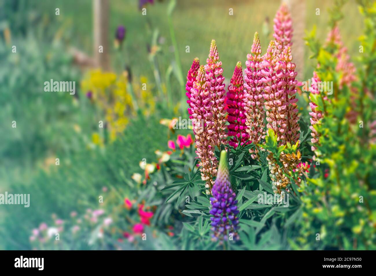 lupin flowers growing in garden Stock Photo