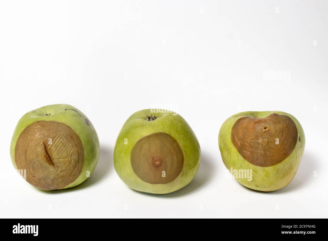 Rotten tasteless green apples Golden. Dark soft spot fruit rot on the peel of apples. Stock Photo