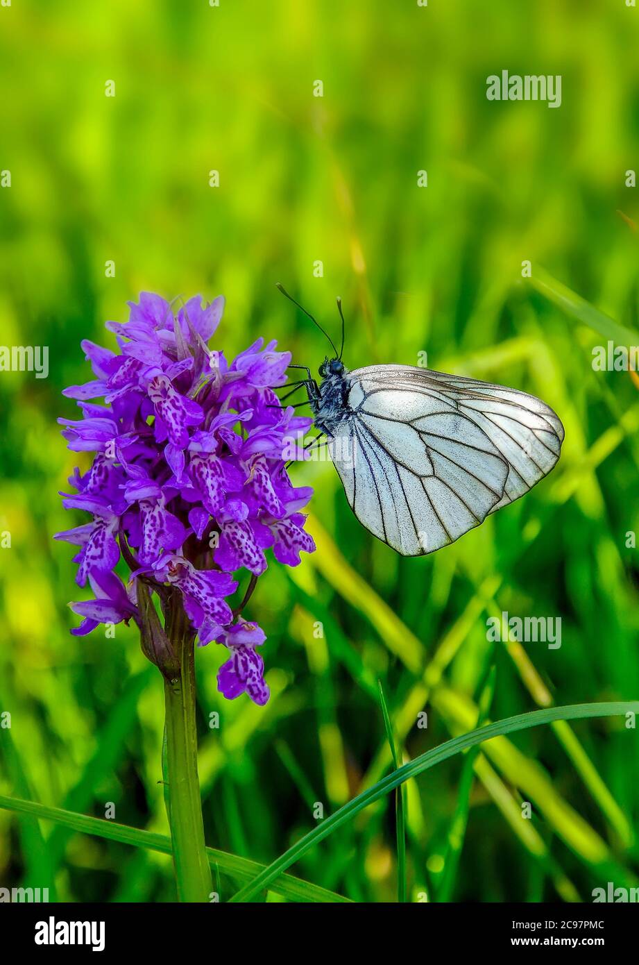 White butterfly Aporia crataegi on purple Dactylorhiza majalis flower, also known as western marsh orchid, broad-leaved marsh orchid, fan orchid or co Stock Photo