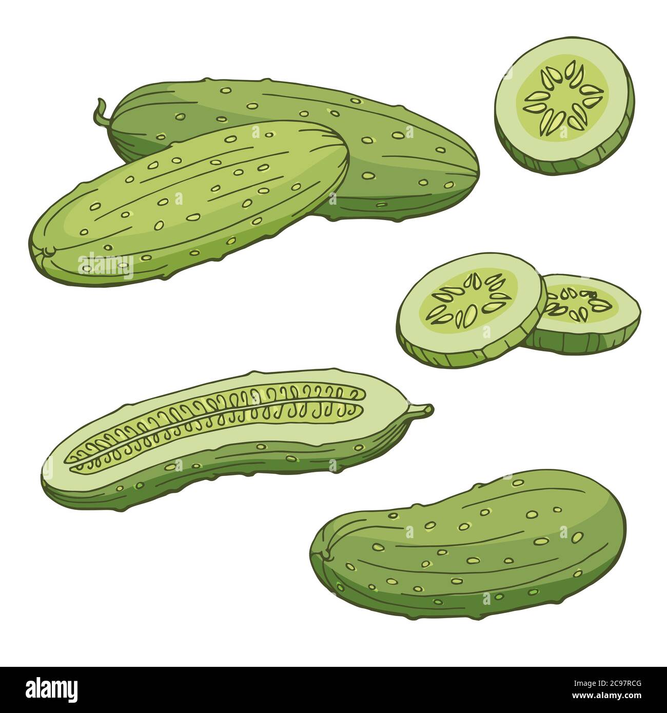 Cucumber graphic color isolated sketch illustration vector Stock Vector