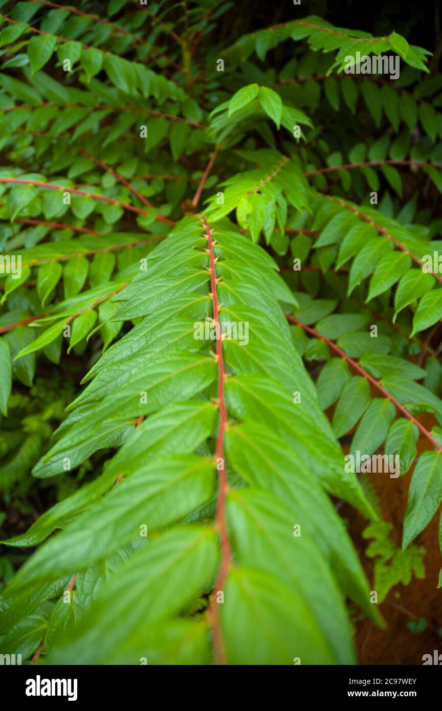 Fern, green leaves in humid mountain forest in Guatemala, organic ...