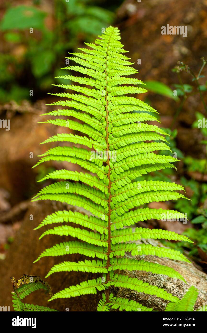 Fern, green leaves in humid mountain forest in Guatemala, organic ...