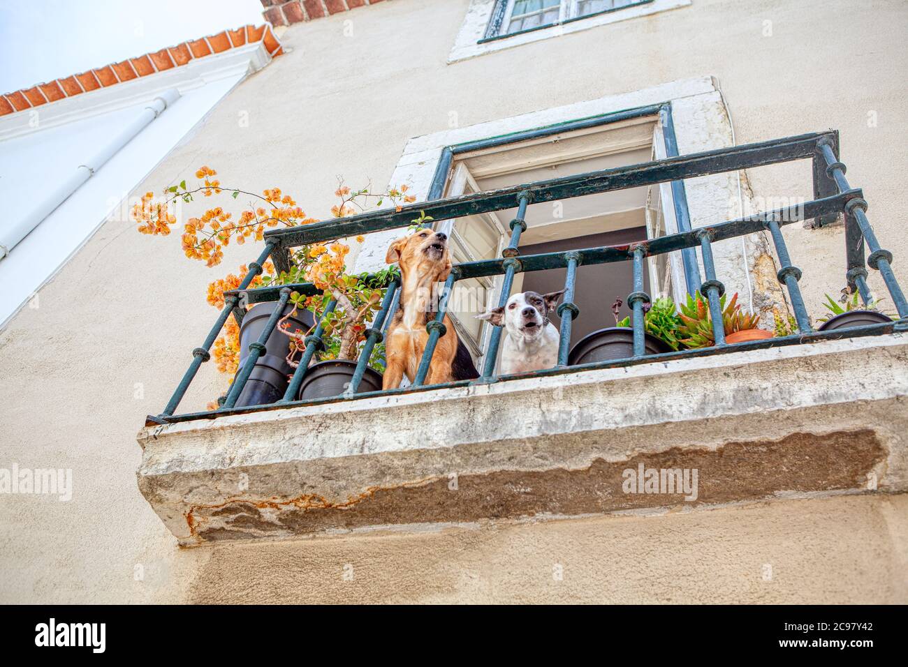Two pet dogs on the balcony . Dogs barking together Stock Photo Alamy