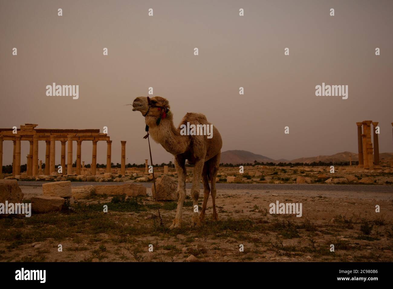 image of a camel at sunrise in the ancient ruins of Palmyra. Image features the animal in the focus including the mouth bit, decorative objects and th Stock Photo