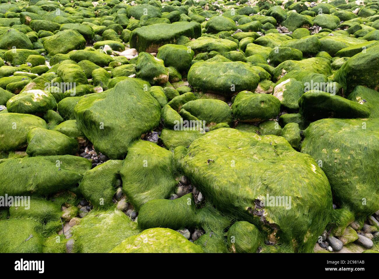 Green rocks on a beach. Stock Photo
