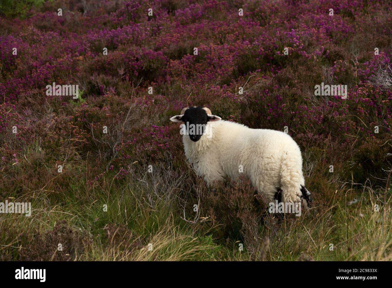 During summer the heather blooms and makes the stark landscape of the North Yorkshire Moors come to life. The Swaledale breed of sheep are hardy Stock Photo