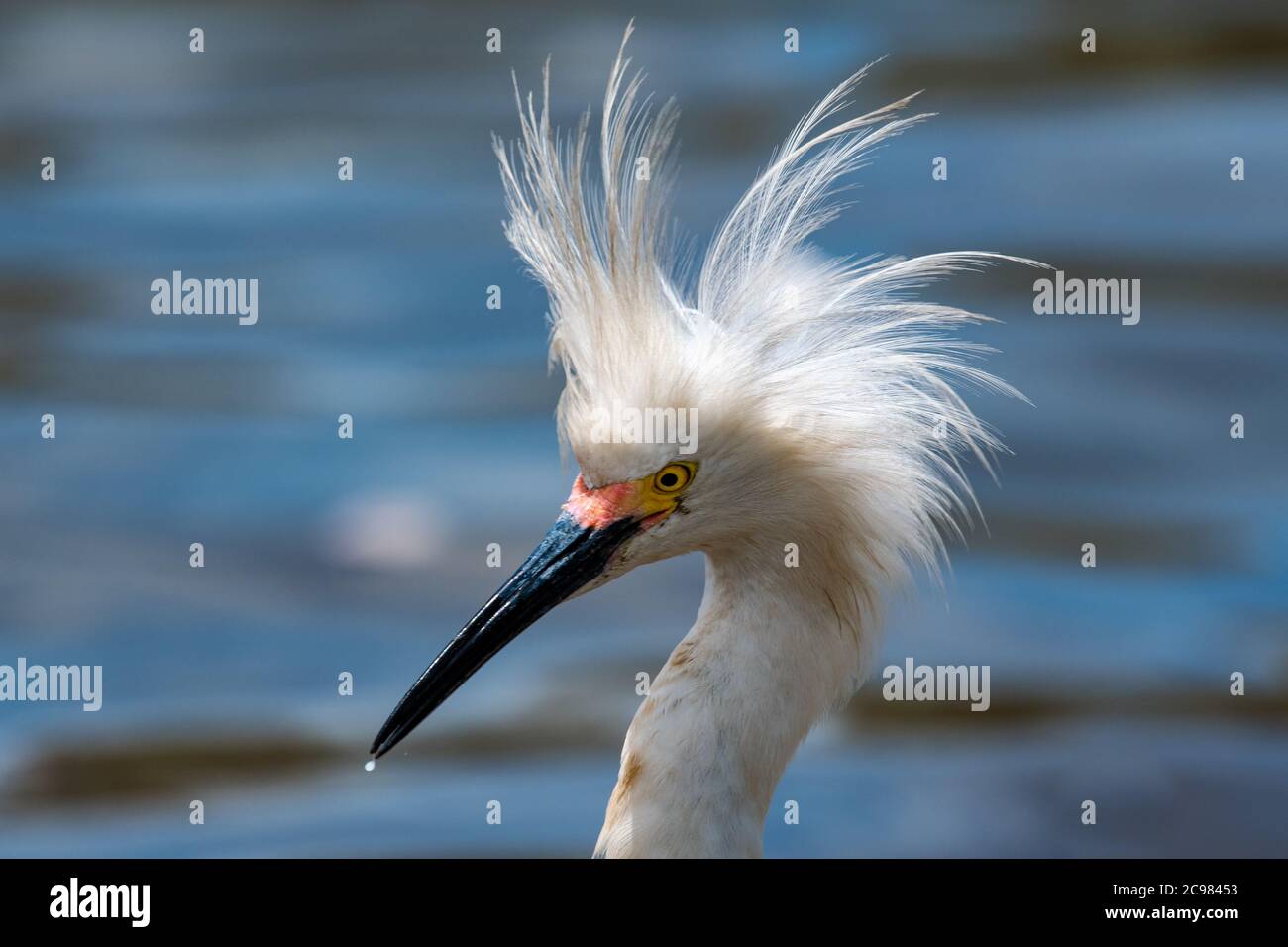 Bird funny hair hi-res stock photography and images - Alamy