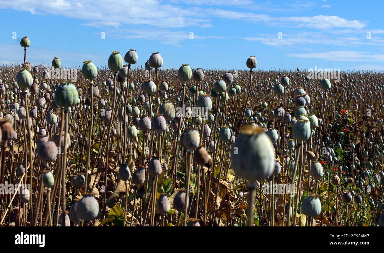 Opium poppy (Papaver somniferum) field in Ricany near Prague, Czech Republic, June 28, 2020. (CTK Photo/Milos Ruml) Stock Photo