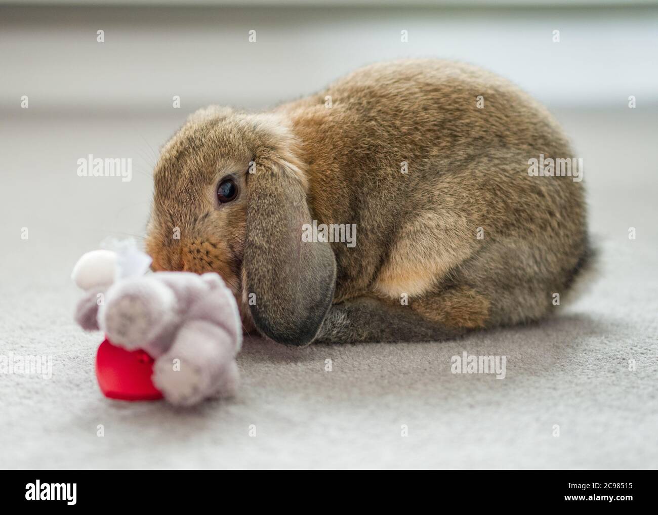 Teddy dwarf rabbit hi-res stock photography and images - Alamy