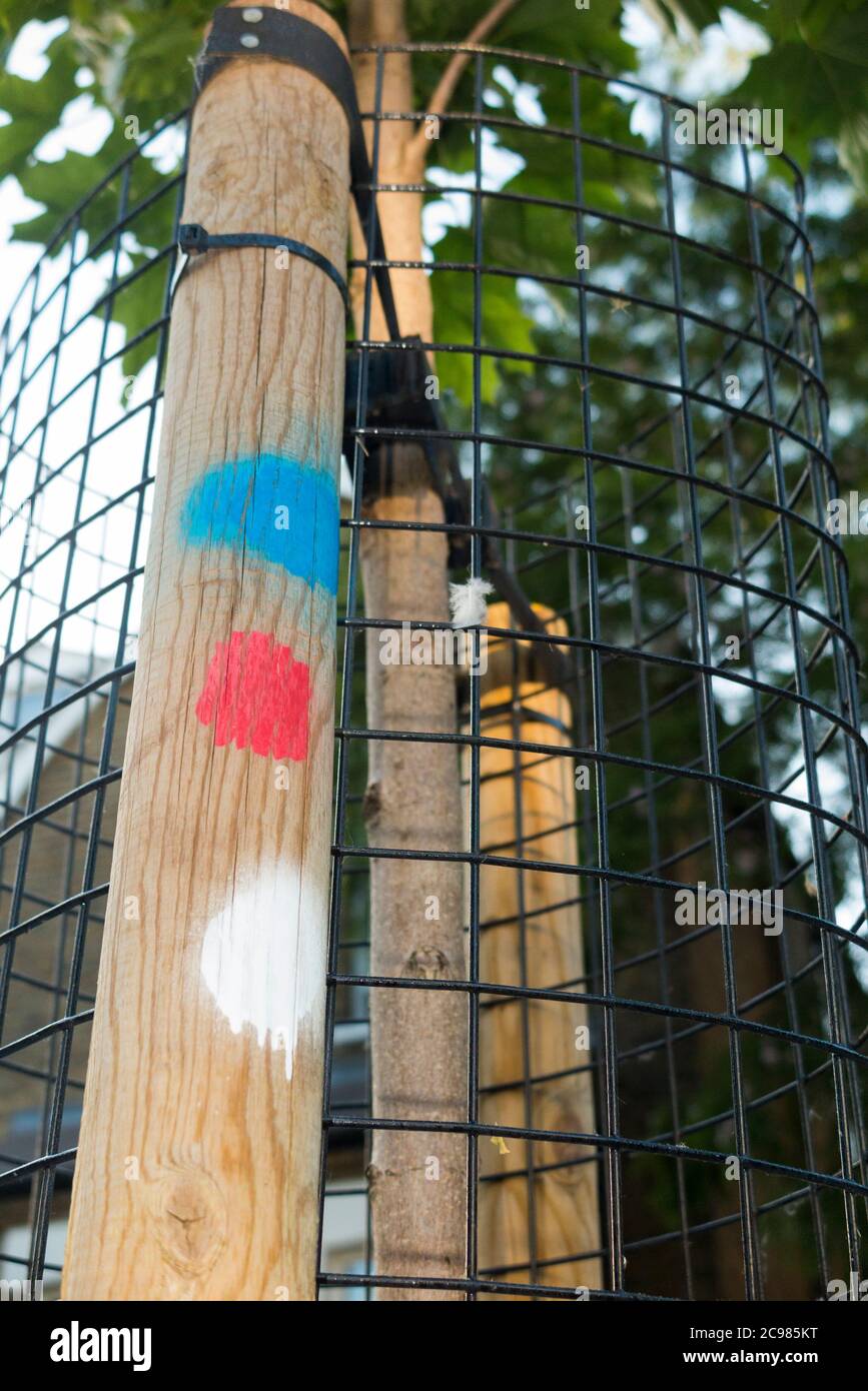 Spray-painted markings on a tree stake which could indicate information on the sapling trees status. The painted 'traffic signal' dots could show that the tree has been checked for health or that it has been watered over several intervals of time. UK (119) Stock Photo