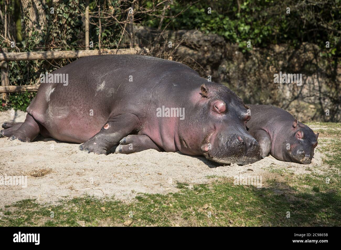 Hippopotamus, baby hippo, river horse, Animals from zoo Stock Photo - Alamy