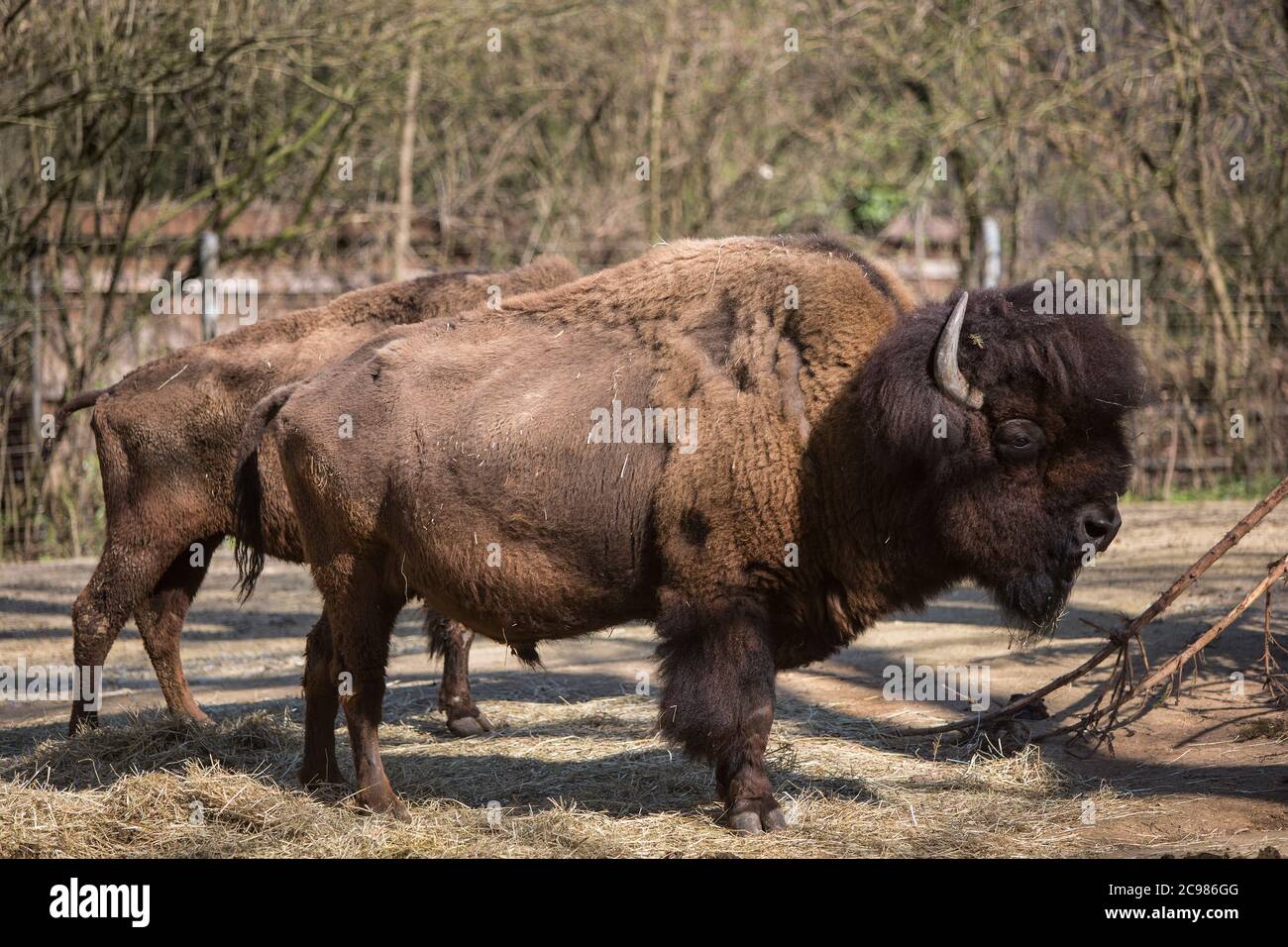 American Buffalo, bison, Animals from zoo Stock Photo - Alamy