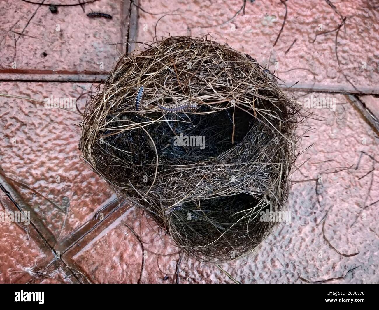 Top view of incredible engineering of bird nest after rain Stock Photo