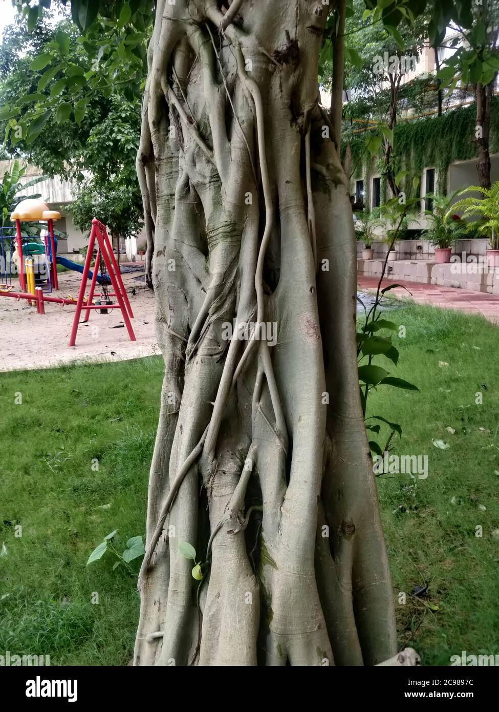 Vertical shot of Ficus Aurea tree on background of park Stock Photo
