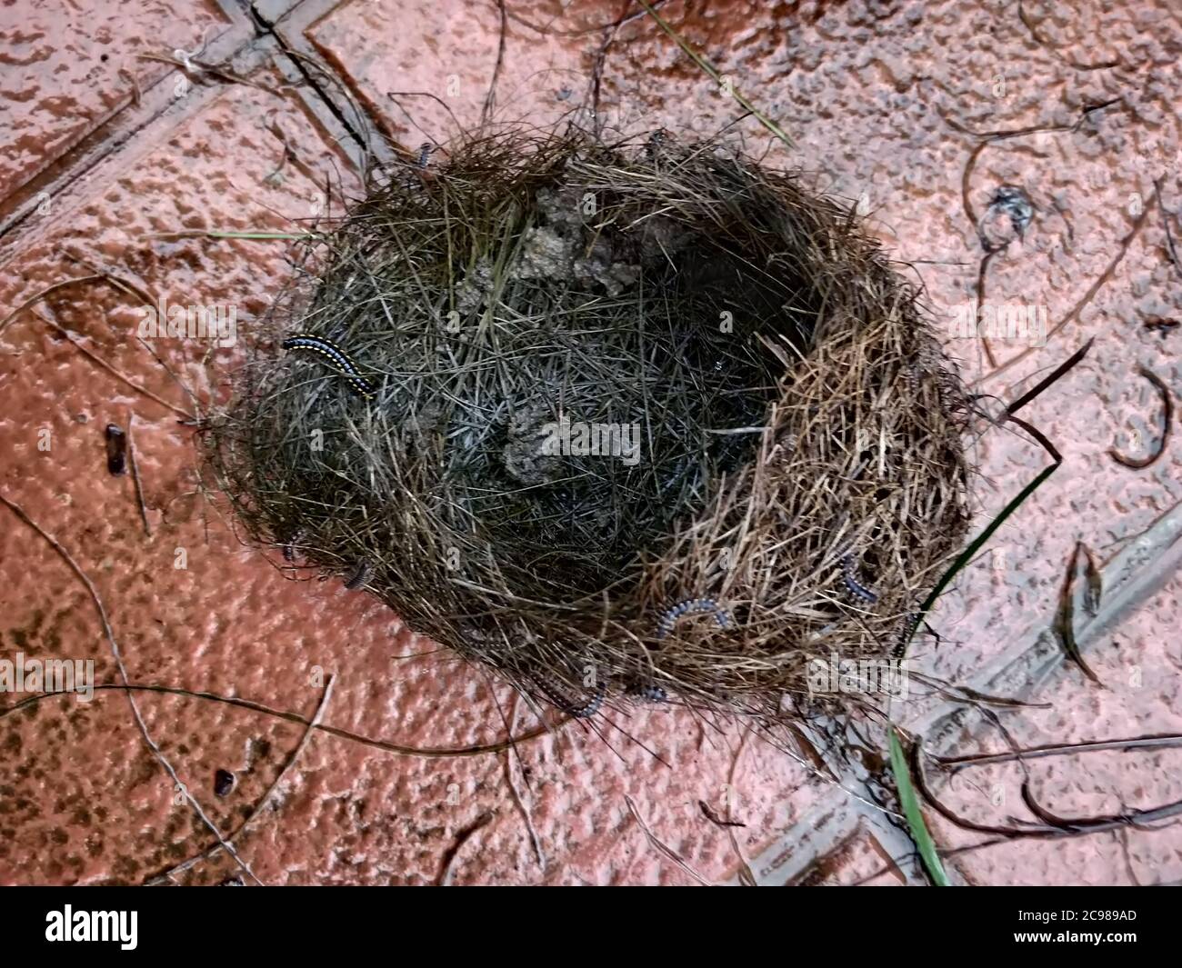 Top view of incredible engineering of bird nest after rain Stock Photo