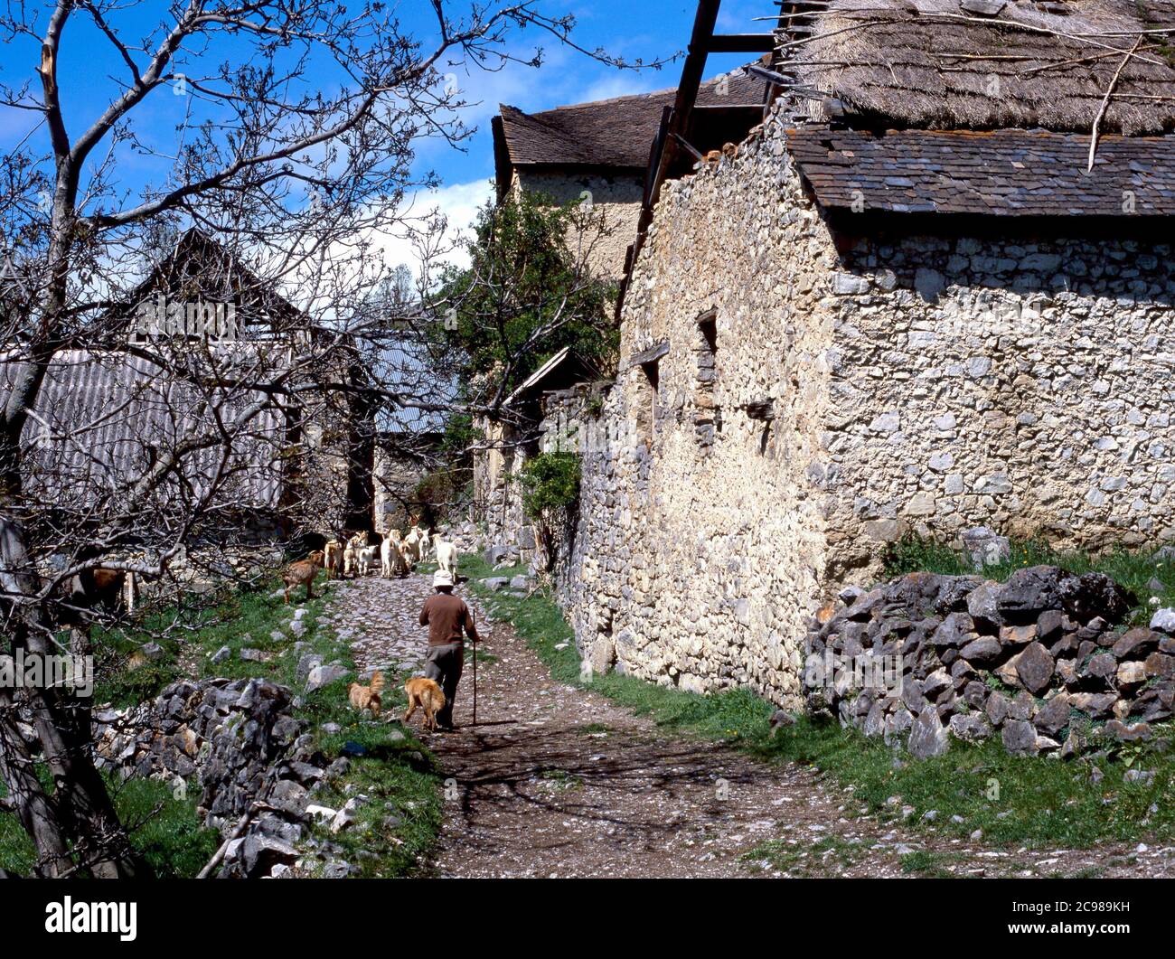 A shepherd and his dogs lead his sheep through an abandoned village in Spain Stock Photo